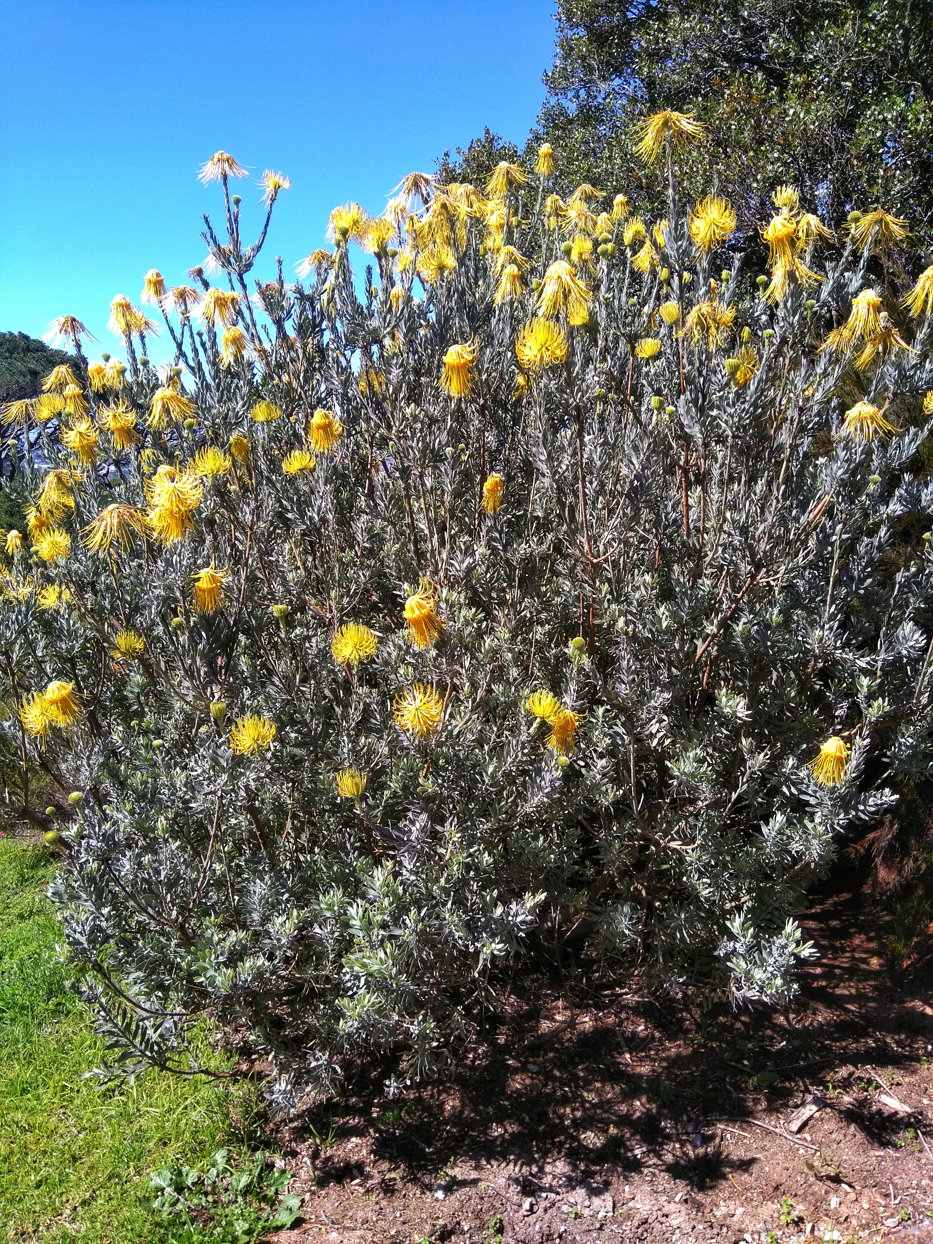 Protea flowers  Cape Town
