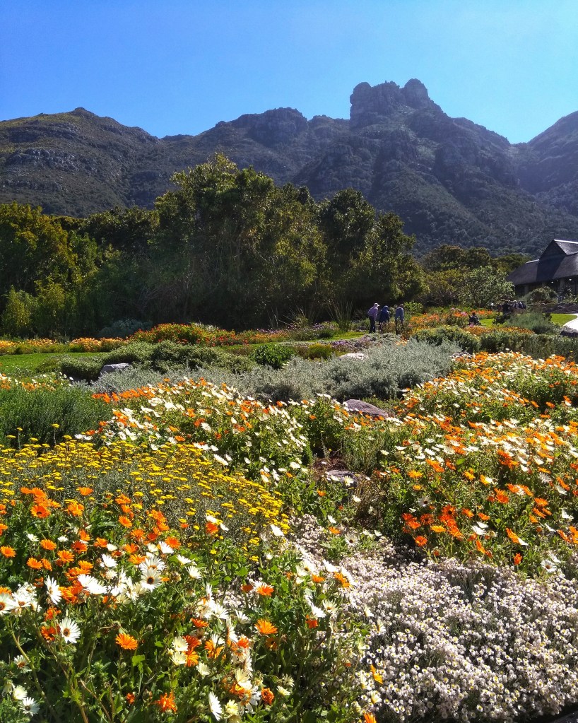 Kirstenbosch