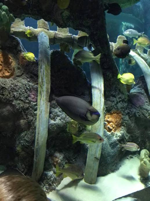 Sea Life Aquarium allows landlocked Kansas Citians a chance to visit the world's oceans.