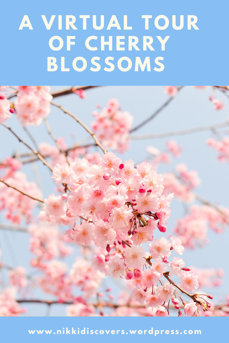 A virtual tour of cherry blossoms Pinterest Graphic