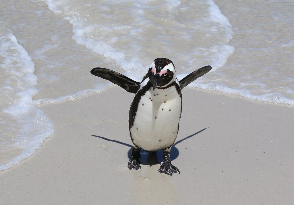 Penguin at Boulders Beach