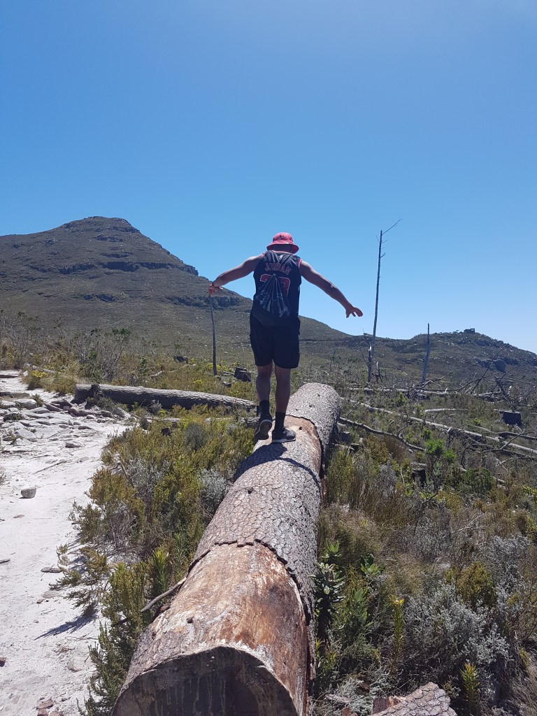 Tree along Elephant's Eye trail 