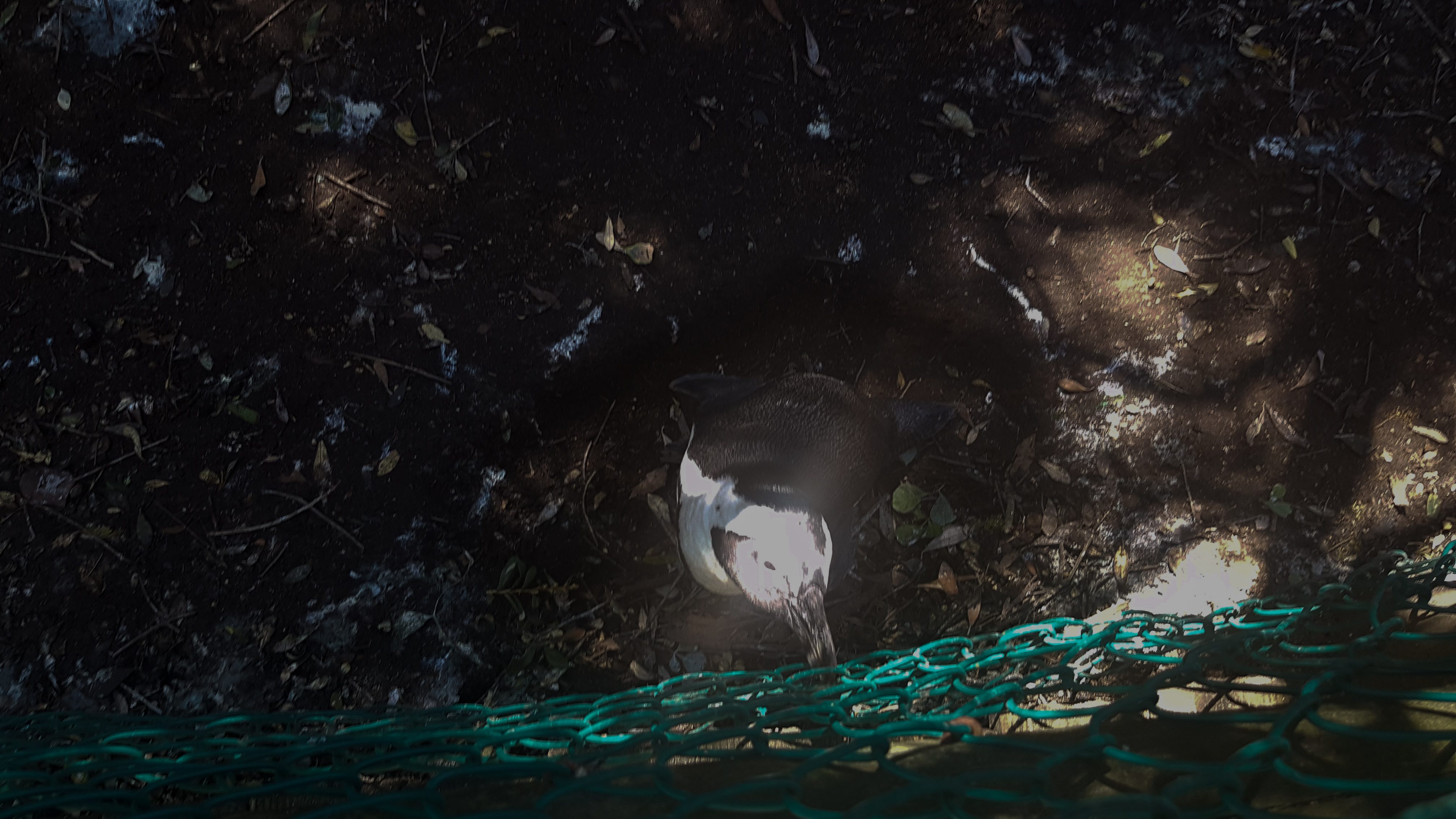 Penguin behind the protective fence 