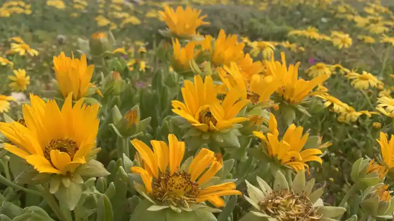 Things to do in during winter in Cape Town