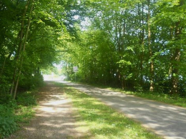 A serene pathway lined with lush green trees, offering a peaceful atmosphere for walking or cycling.